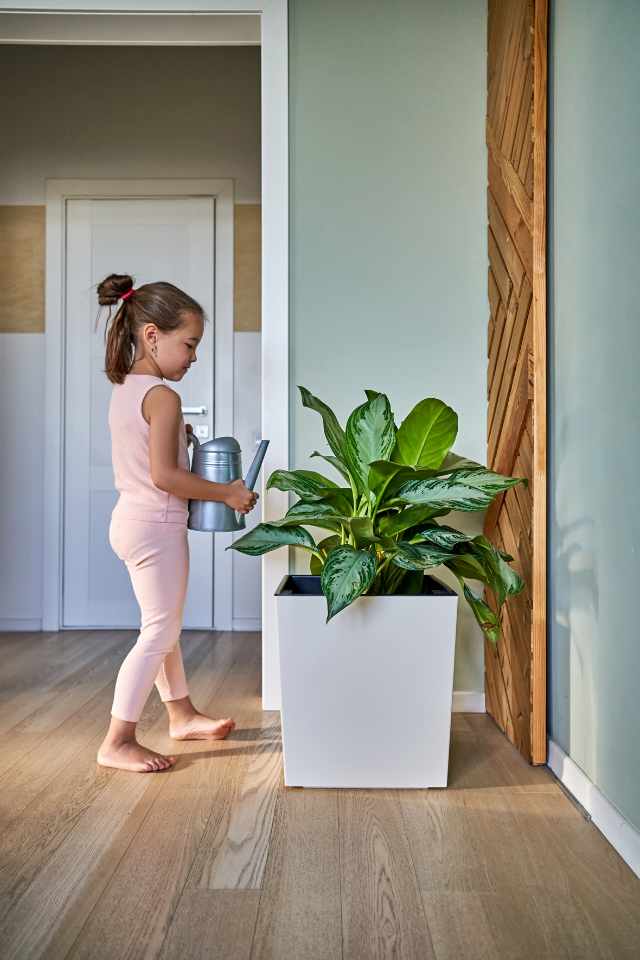 little girl watering plant in entryway with hardwood flooring and green accent wall